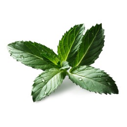 Hydrolat de Menthe Poivrée BIO
