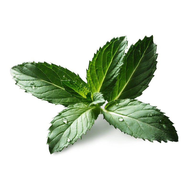 Hydrolat de Menthe Poivrée BIO