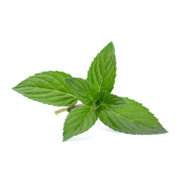 Hydrolat de Menthe Verte BIO
