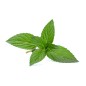 Hydrolat de Menthe Verte BIO