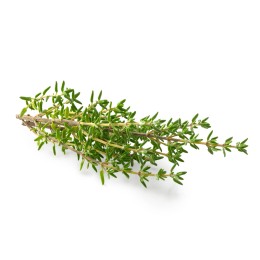 Hydrolat de Thym Linalol BIO