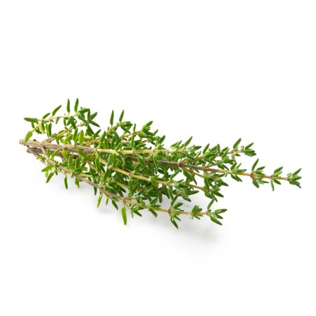 Hydrolat de Thym Linalol BIO