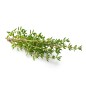 Hydrolat de Thym Linalol BIO
