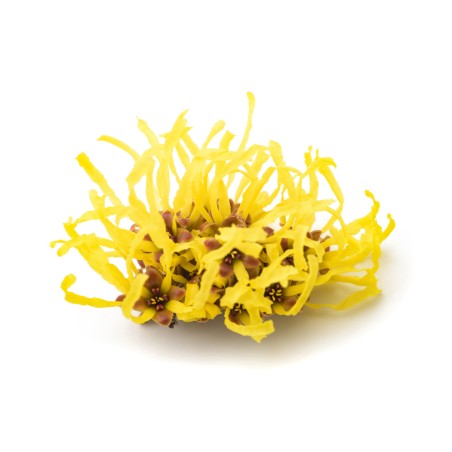 Hydrolat de Hamamélis BIO