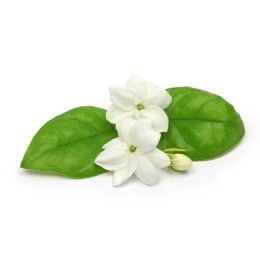Hydrolat Eau de jasmin