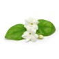 Hydrolat Eau de jasmin