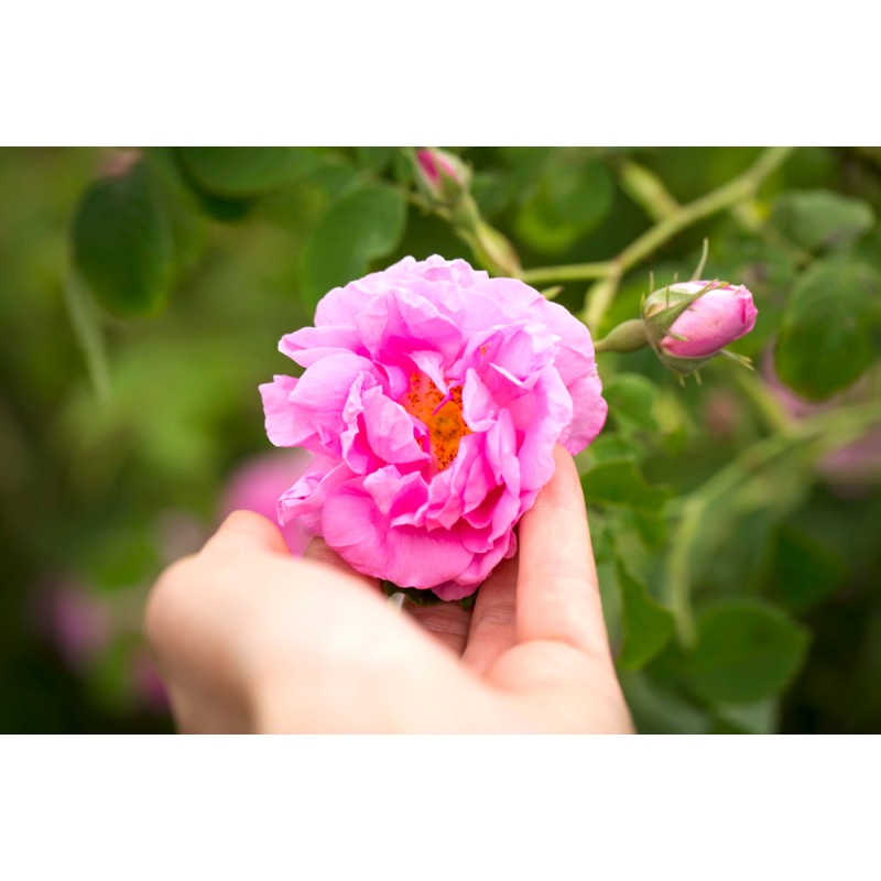 Hydrolat Rose de Damas BIO France