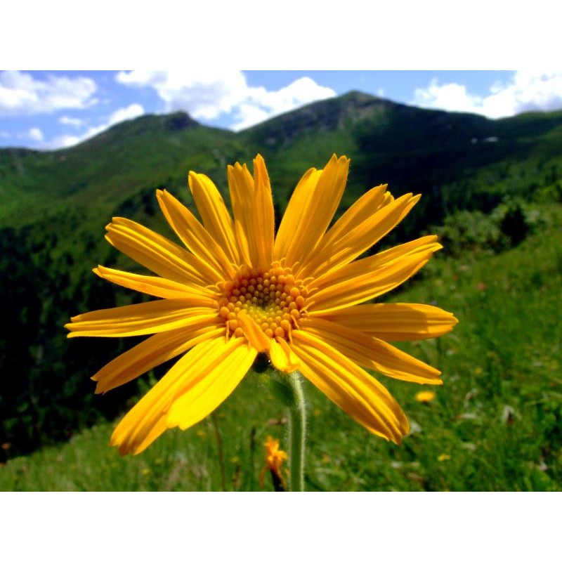 Macérat huileux d'arnica