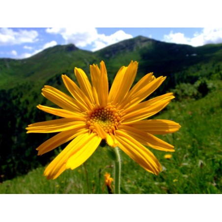 Macérat huileux d'arnica
