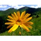 Macérat huileux d'arnica
