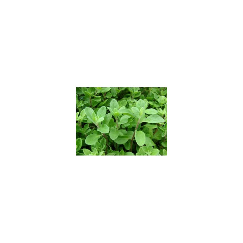Huile essentielle de origan BIO
