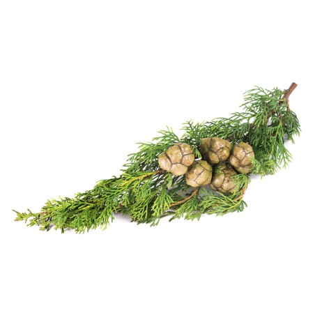 Huile essentielle de cyprès BIO