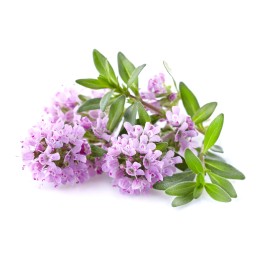 Thym à linalol pour aromathérapie