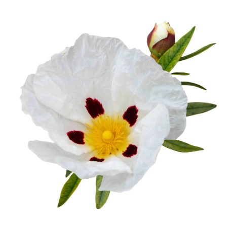 Hydrolat ciste BIO - ingrédient cosmétique