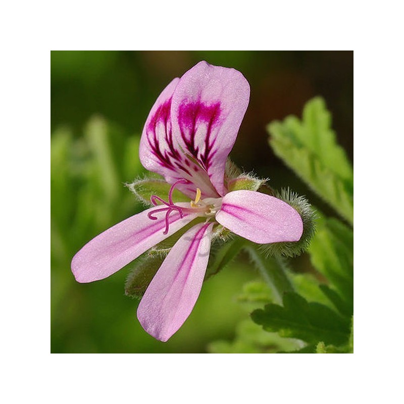 Huile essentielle de géranium rosat BIO
