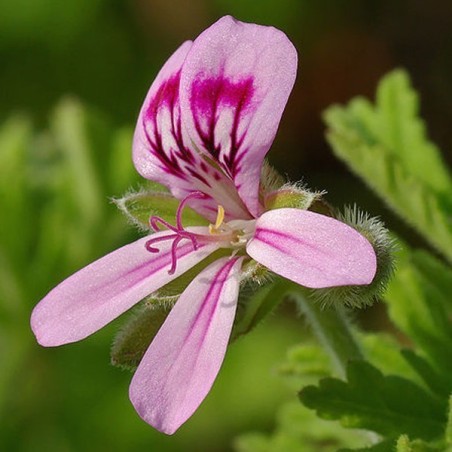 Huile essentielle de géranium rosat BIO