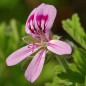 Huile essentielle de géranium rosat BIO