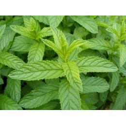 Huile essentielle de menthe poivrée BIO