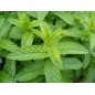 Huile essentielle de menthe poivrée BIO